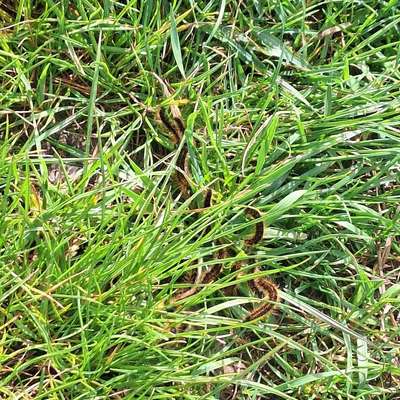 Giftköder-Eichenprozesionsspinner Rasen/Wiese-Bild