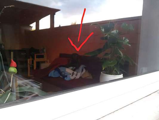 Was machen eure Hunde beim Allein sein?-Beitrag-Bild