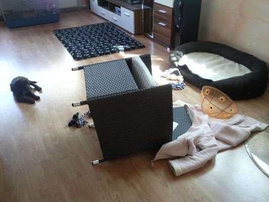 Was machen eure Hunde beim Allein sein?-Beitrag-Bild