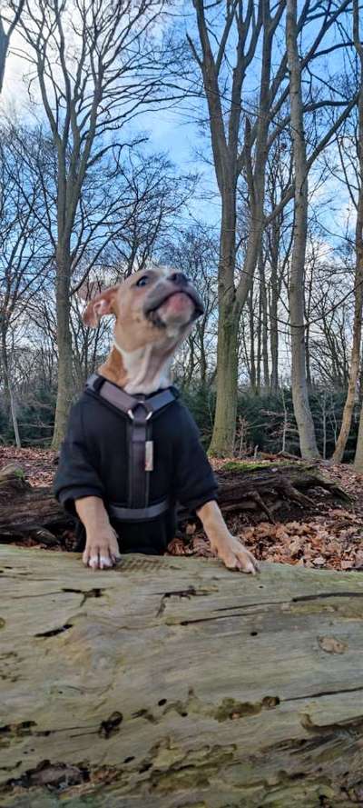 Lustigsten Grimassen von euren Hunden-Beitrag-Bild