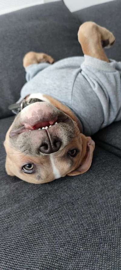 Lustigsten Grimassen von euren Hunden-Beitrag-Bild