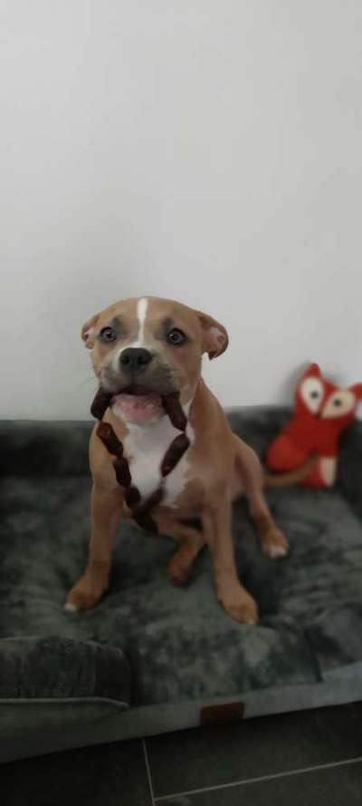 Lustigsten Grimassen von euren Hunden-Beitrag-Bild