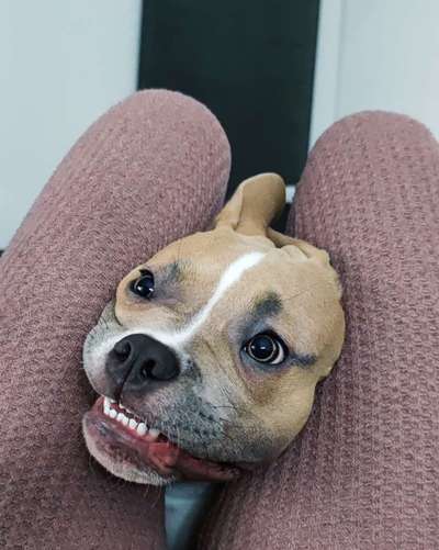 Lustigsten Grimassen von euren Hunden-Beitrag-Bild