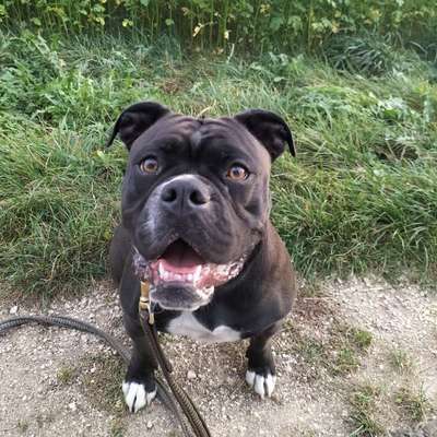 Hundetreffen-Social Walk ohne spielen-Bild