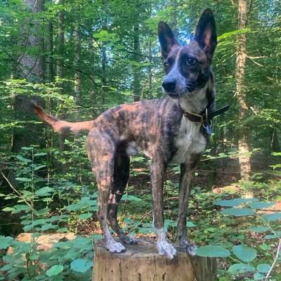 Hundetreffen-Training/ Social Walks-Bild