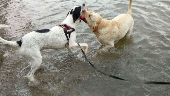 Hundetreffen-Junghund Hockenheim-Bild