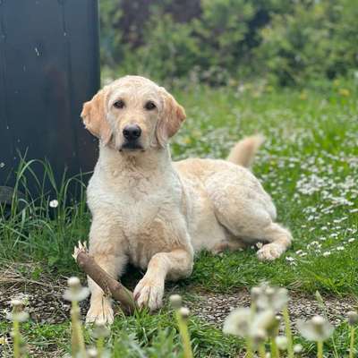 Hundetreffen-Spielfreunde gesucht-Bild