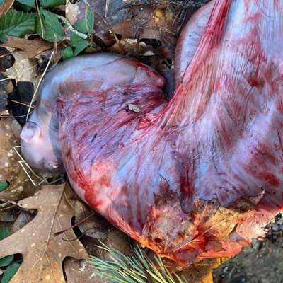 Giftköder-Innereien und Tier-Fötus in 90455 Nbg-Bild