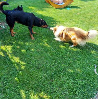 Dogorama Photo Challenge - Gegensätze-Beitrag-Bild