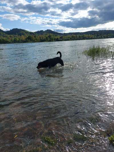 Dogorama-Monats-Challenge-Mai "Wasser"-Beitrag-Bild