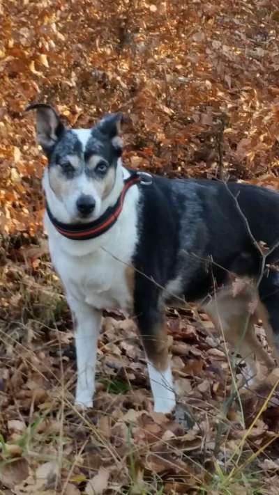 Seltene Rassen!-Beitrag-Bild