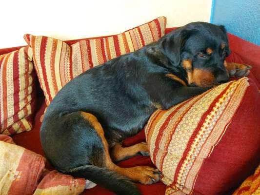 Rottweiler-Beitrag-Bild