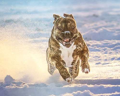 Fotochallenge 61 ~ Schnee-Beitrag-Bild