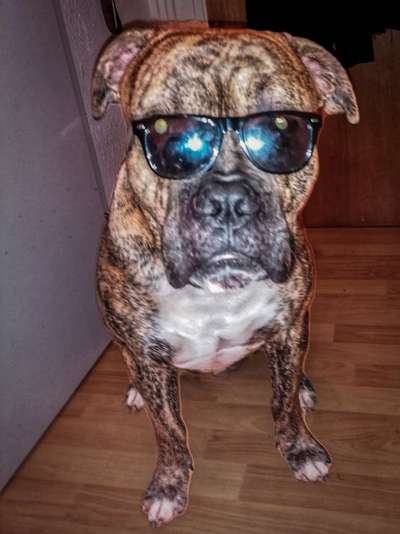 Dogorama Photo Challenge - Tre Chic!-Beitrag-Bild