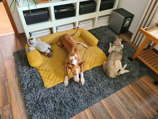 Podenco/Mischlinge hier? :-)-Beitrag-Bild