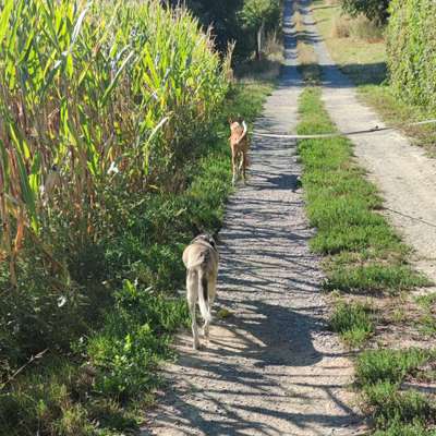 Hundetreffen-Gemeinsame Gassirunde und Hundefreundschaften-Bild