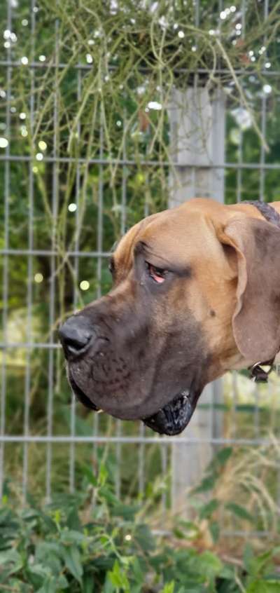 Hundetreffen-Treffen zum toben und spazieren-Bild