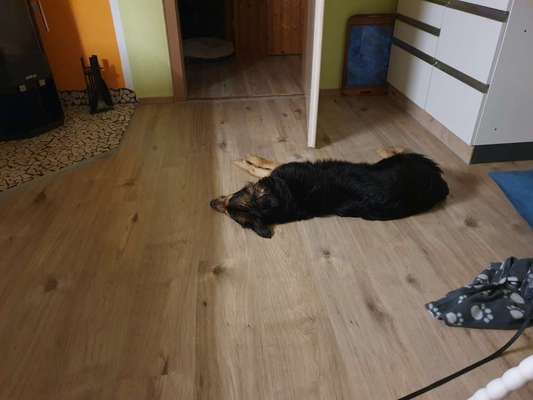 Heute gibt es.....der "ich mach die Leckerlis-Selber-Thread"-Beitrag-Bild