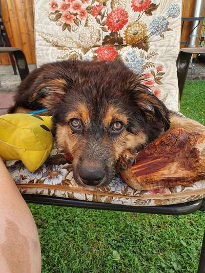 Schäferhund-Beitrag-Bild