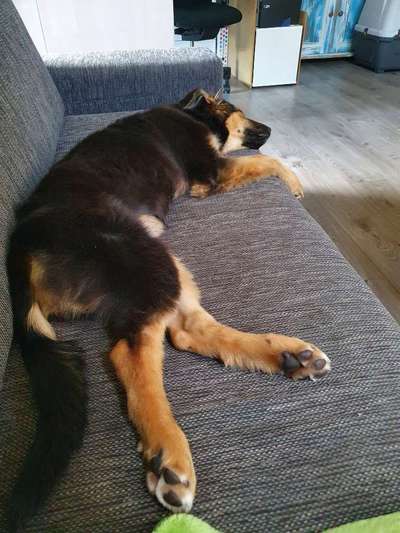 "Wandern" mit Junghund-Beitrag-Bild