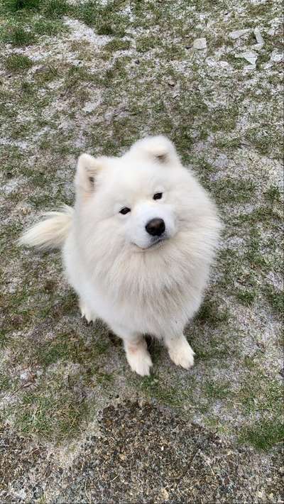 Schlittenhunde-Beitrag-Bild