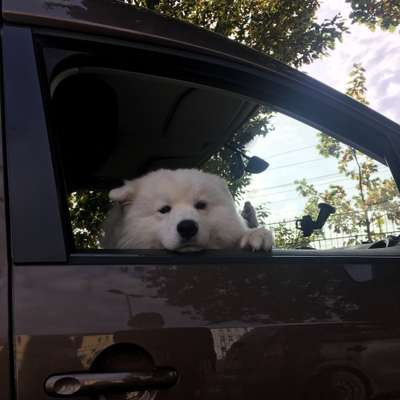 Die besten Hundeblicke 🐾❤️-Beitrag-Bild