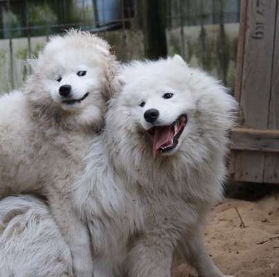 Die Dogorama Wochen Challenge-Beitrag-Bild