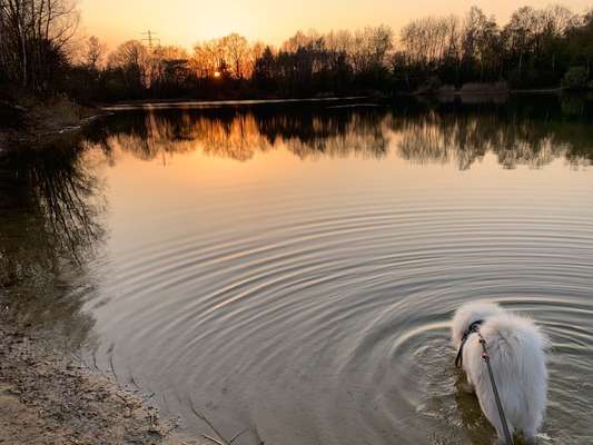 Hund und Natur-Beitrag-Bild