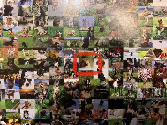 Zeig deinen Hund in der Kalender-Collage-Beitrag-Bild
