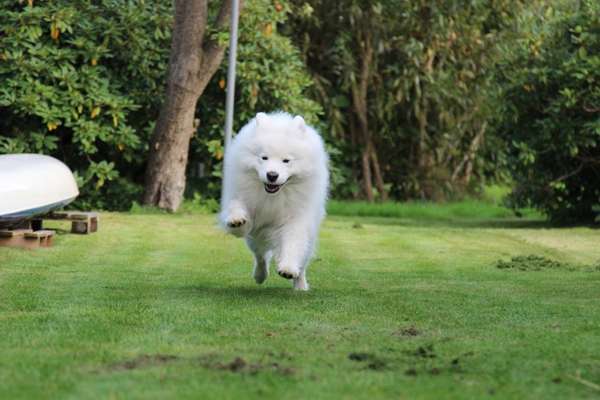 Fotochallenge 66 ~ Rennaction -Zeig deinen Hund im Lauf-Beitrag-Bild