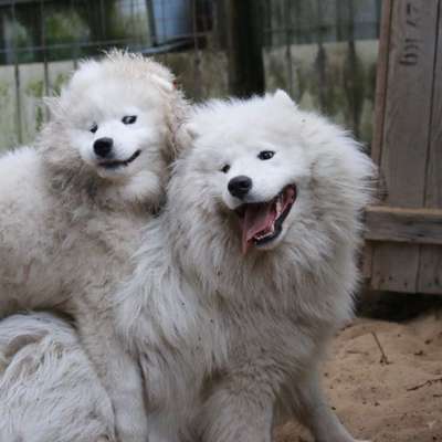 Bester Freund, Hundekumpel - zeigt her!-Beitrag-Bild