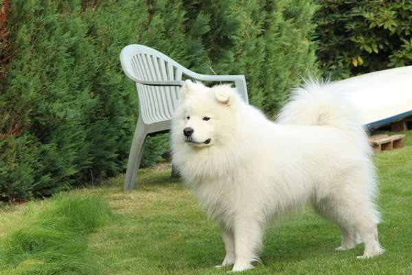 Der Gewichts-Thread-Beitrag-Bild