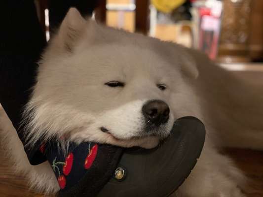 Nordische Hunde-Beitrag-Bild