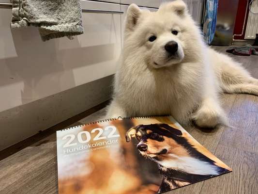 Zeig deinen Hund in der Kalender-Collage-Beitrag-Bild