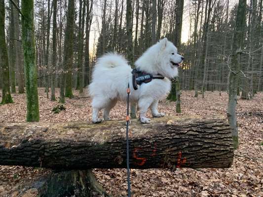 Hund und Natur-Beitrag-Bild