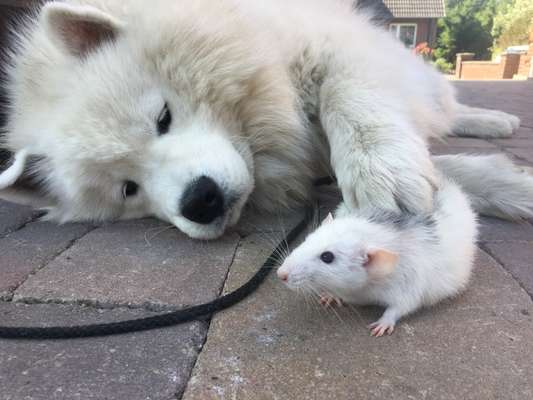 Fotochallenge Nr. 51 "Euer Hund mit anderen Tieren"-Beitrag-Bild