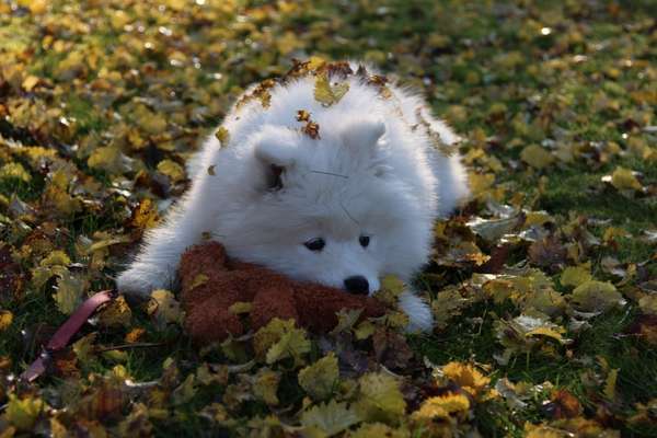 Hund und Natur-Beitrag-Bild