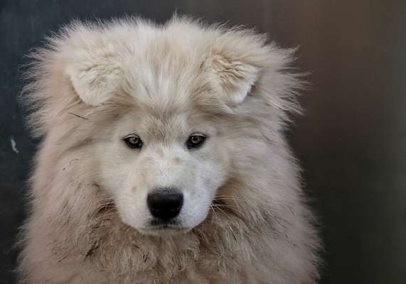 Fotochallange Nr. 57     PORTRÄT.   Beendet!!!!!!!!-Beitrag-Bild