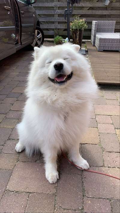 Hunderunde-Beitrag-Bild