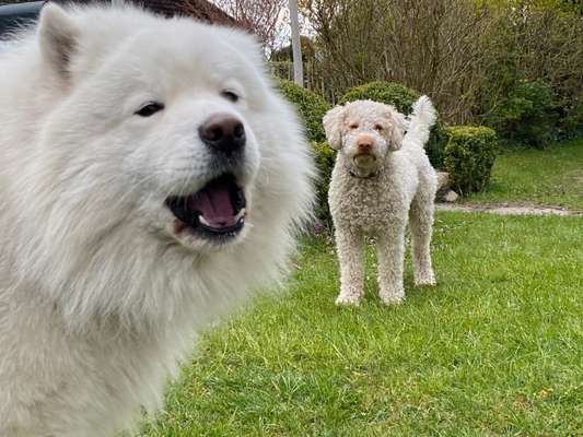 FOTOCHALLENGE 68: Dein Hund und sein bester Freund-Beitrag-Bild