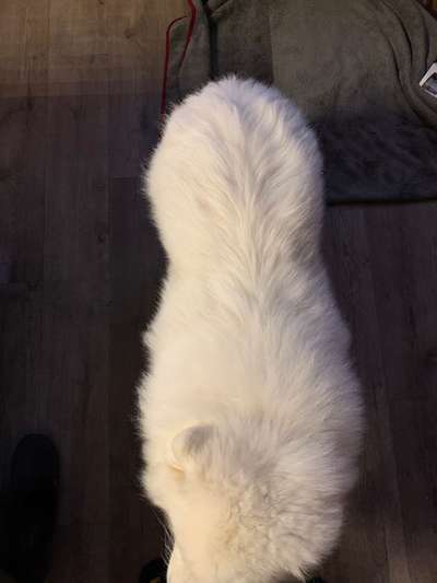 Der Gewichts-Thread-Beitrag-Bild