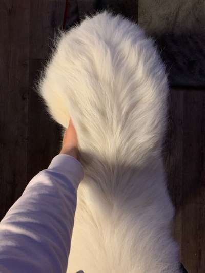 Der Gewichts-Thread-Beitrag-Bild