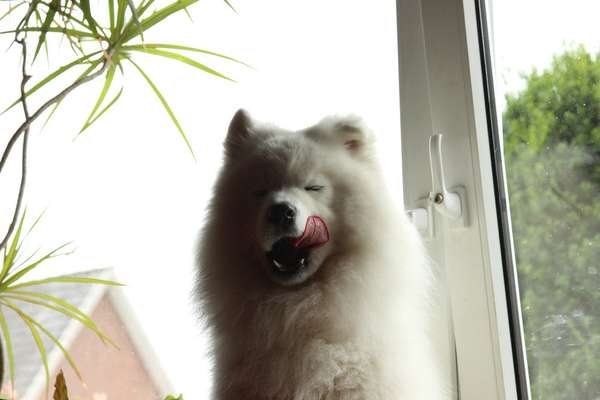 Fotochallenge Nr. 59 - Mein Hund zeigt die Zunge-Beitrag-Bild