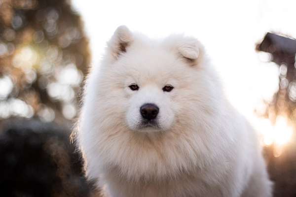 Dogorama Photo Challenge - Hundeblick zum hinschmelzen-Beitrag-Bild