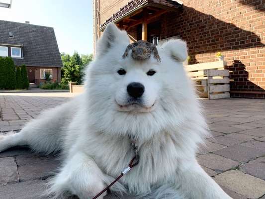 Samojede-Beitrag-Bild