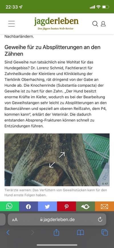 Ungefährliches Kauholz-Beitrag-Bild