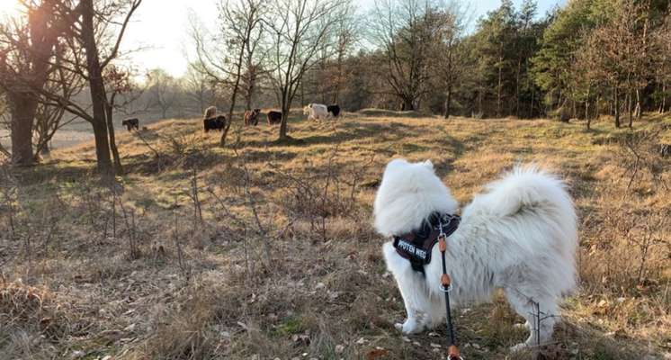 Hund und Natur-Beitrag-Bild
