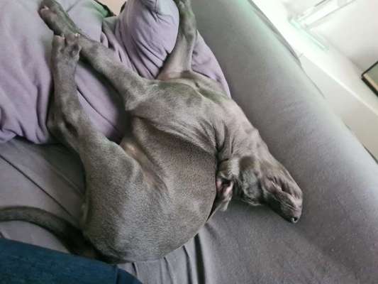 Ungewöhnliche Schlafposition - wie schlafen eure Hunde?-Beitrag-Bild