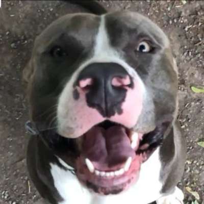 Hundetreffen-SpielPARTNERIN für Tosun extrem lieb aber kleines rüdenproblem ..-Bild