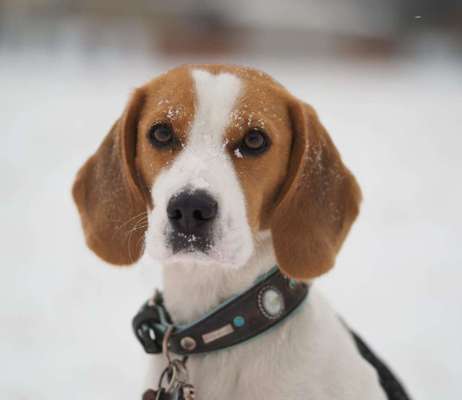 Die Dogorama Kalender Challenge Teil 2/4-Beitrag-Bild